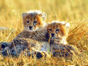 grass, little doggies, Cheetah