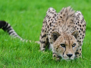 Cheetah, grass