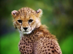 Cheetah, Head