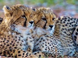 head, Two cars, Cheetah