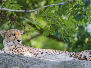 lying, Rocks, Plants, Cheetah