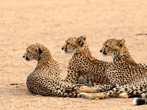 Cheetah, Three, lying