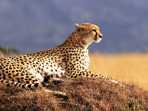 Cheetah, nature