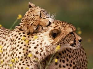 Cheetah, necking