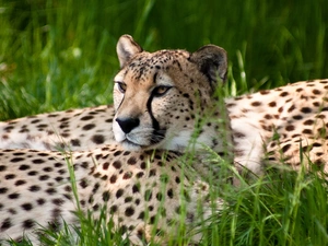 resting, Cheetah