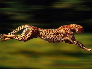 Cheetah, spots