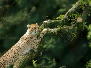 Cheetah, trees