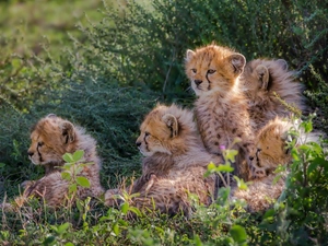 young, Bush, grass, Cheetah