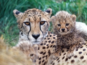 Cheetah, young
