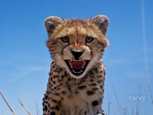 Cheetah