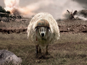 Chelm, war, sheep