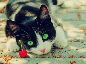 cherry, kitty, Eyes