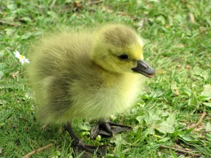 Chick, goose