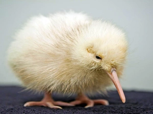Chick, kiwi