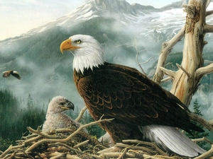 chick, Eagle, nest