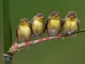 chick, flycatchers, young