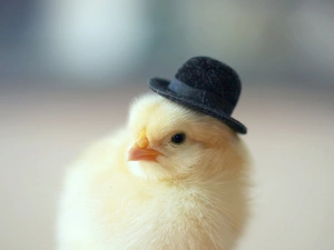 chicken, bowler