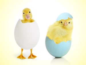 Easter, duck, Ducky, chicken