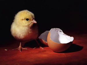 Hatchling, shell, eggs, chicken