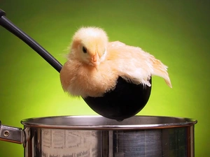 chicken, pot