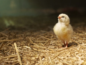 chicken, straw
