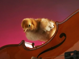 chicken, violin