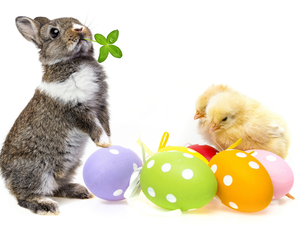 eggs, chickens, Easter, Wild Rabbit