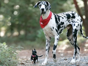 Dog, german, Dogs, Chihuahua, Two cars