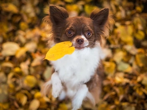 dog, Autumn, Leaf, Chihuahua