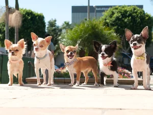 Chihuahua, five, males