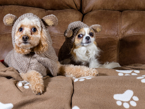 poodle, clothes, sofa, Chihuahua