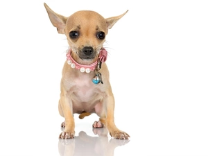Chihuahua, dog, Puppy