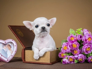 Chihuahua, White, Puppy
