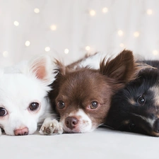 Chihuahua, Dogs, Three