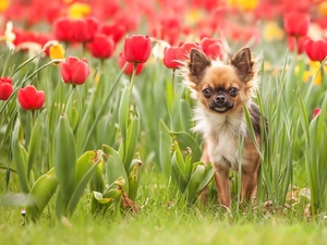 Chihuahua, doggy, Tulips