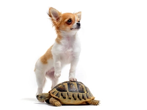 turtle, long-haired Chihuahua