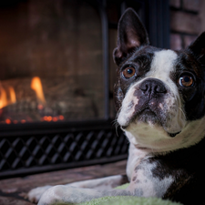 burner chimney, dog, Boston Terrier