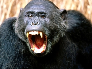 chimpanzee