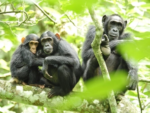 branch pics, Three, chimpanzee