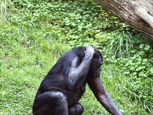 chimpanzee, green