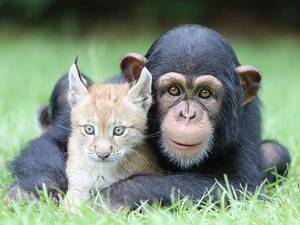 Meadow, young, Lynx, chimpanzee
