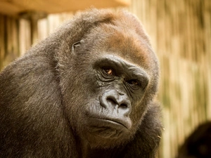 The look, Monkey, chimpanzee