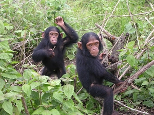 VEGETATION, Two cars, chimpanzee