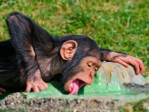 young, Tounge, water, chimpanzee