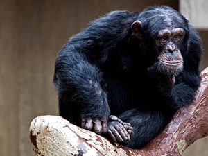 chimpanzee