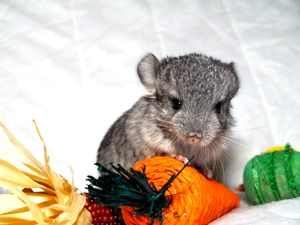 chinchilla