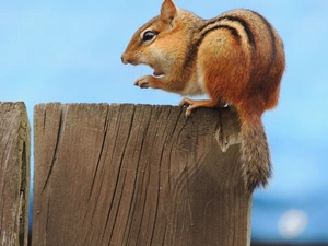 Chipmunk, board