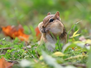 Chipmunk, feet