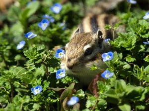 Chipmunk, flowers