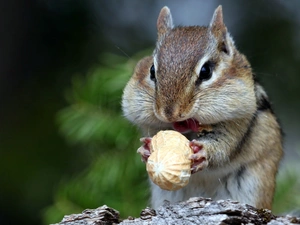 Chipmunk, nut